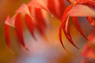 Illustration for article titled Shooting Challenge Fall Leaves Gallery 2